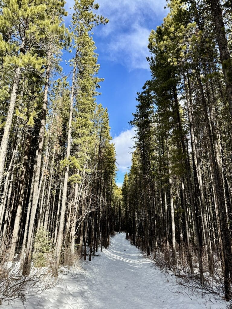 Troll Falls Trail, one of the best hikes in Kananaskis Country, with packed snow along with tall trees on both sides of the trail