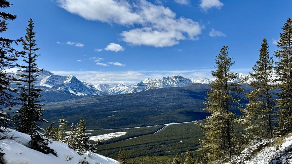 Expansive view of snow-covered mountain ranges and pine forested valley under a vibrant blue sky on the Castle Lookout Trail in Banff National Park.