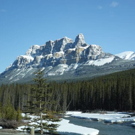 Snow-capped Castle Mountain in Banff National Park, rising majestically above a dense forest of evergreen trees with a partially frozen river in the foreground under a clear blue sky.