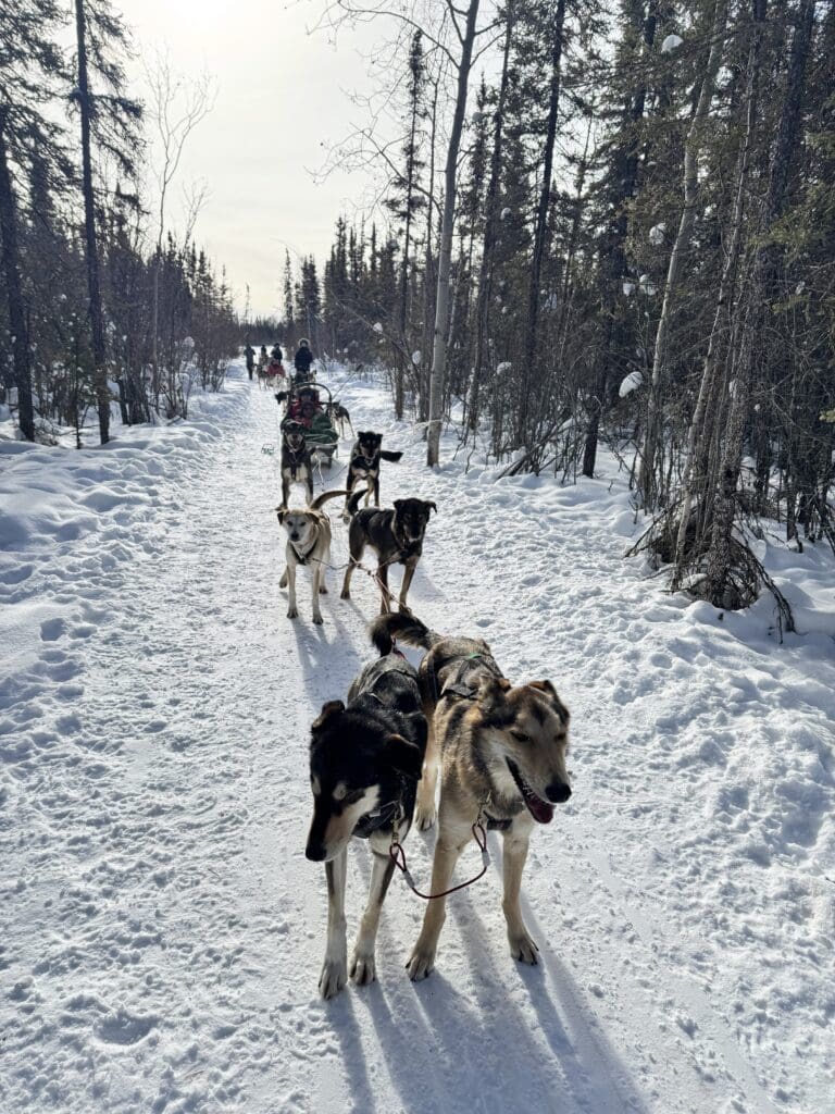 Joining dog sledding tour with 6 dogs in Yellowknife with Enodah Kennel