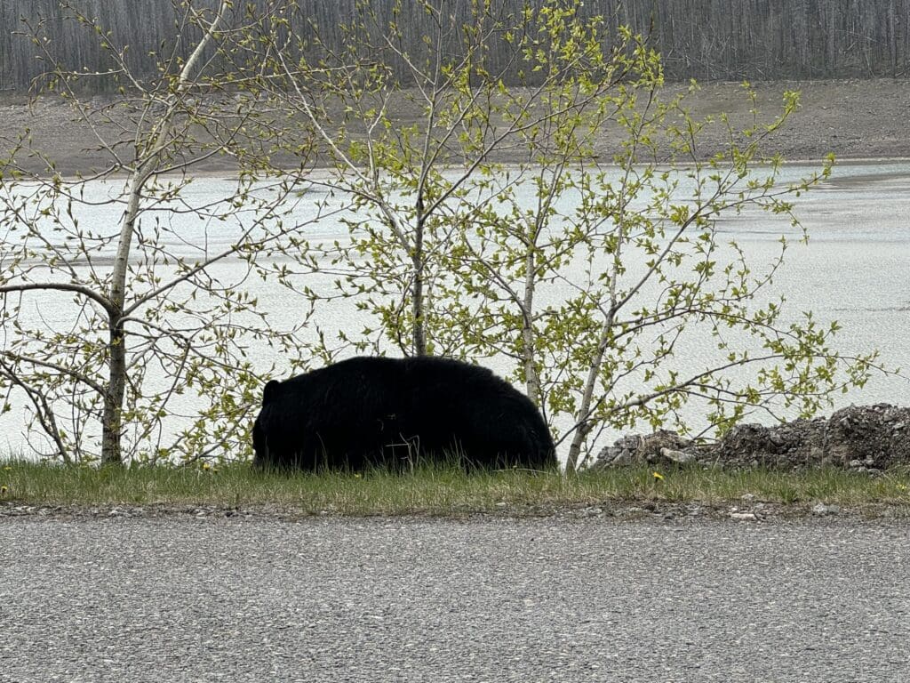 A black bear looking for food on grass next to Maligne Lake Road in Jasper National Park