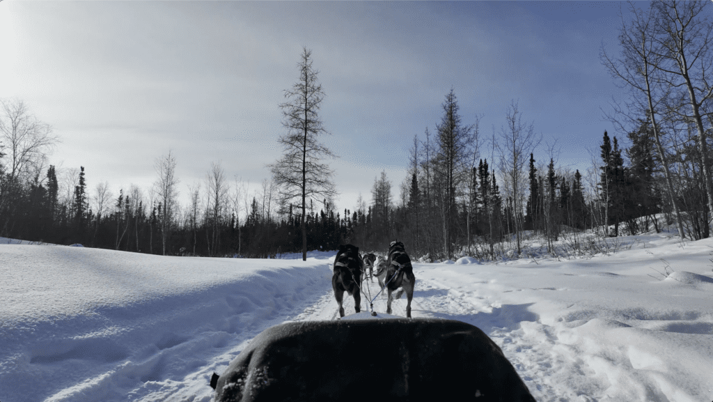 Our dog teams of six start exciting dog sledding in Yellowknife