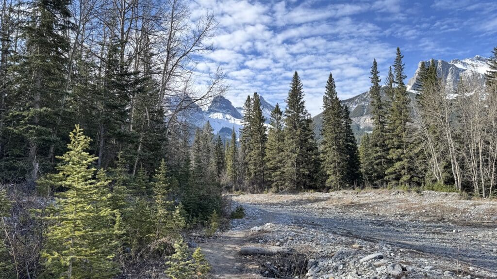 Gravel hiking path lined with pine trees leading toward the snow-covered Three Sisters peaks in Canmore, Alberta, under a bright blue sky with scattered clouds.
