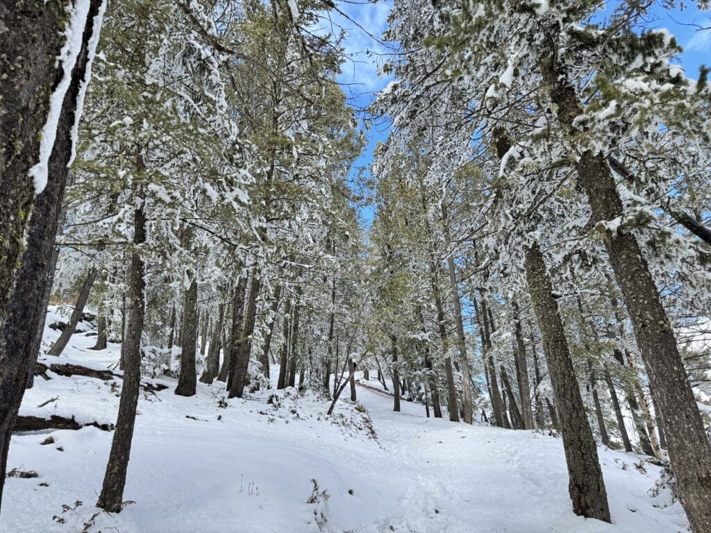 Snow-dusted evergreen trees lining both sides of a winding trail on Tunnel Mountain in Banff National Park, with a bright blue sky peeking through the forest canopy in winter.