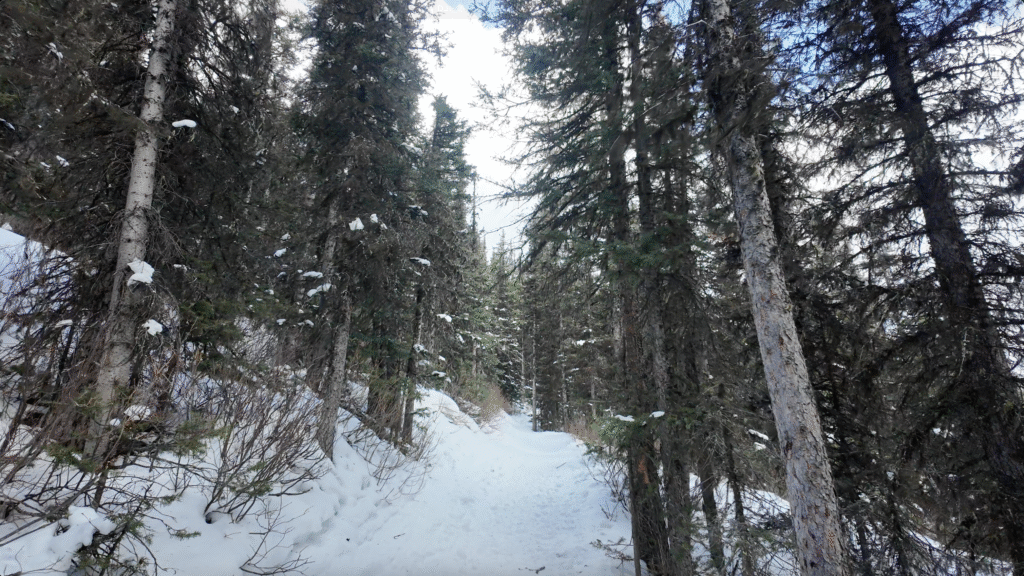 Starting to hike the Rawson Lake Trail with trees on both side of the trail