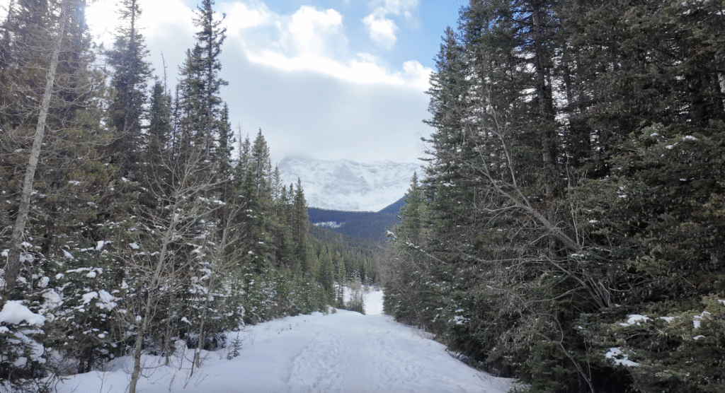 Starting the Upper Kananaskis Lake Trail with a slightly downward slope with trees on both sides of the trail