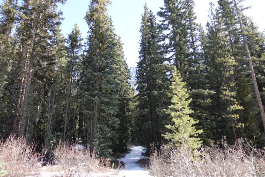 Snow-dusted trail leading into a dense forest of tall evergreen trees at the start of the Castle Lookout hike in Banff National Park, under a bright sky.