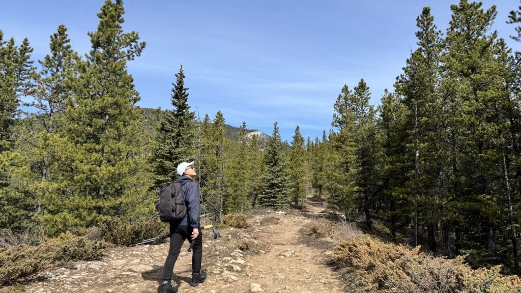 Hiker walking through a flat forested section of Prairie Mountain Trail surrounded by dense pine trees under a clear blue sky