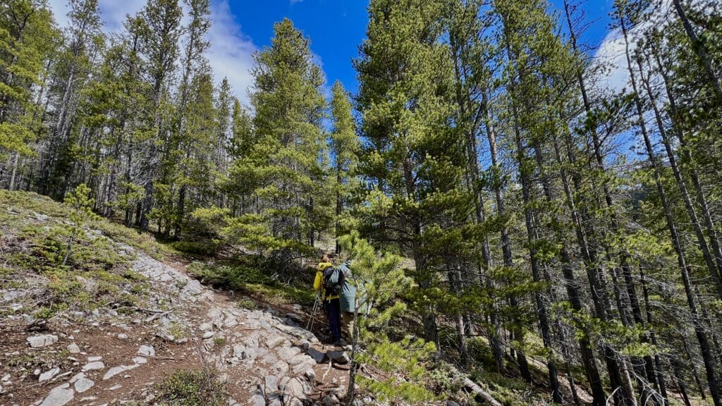 There is a fork in the road. The right downhill trail is the correct way to West Wind Pass. Hiker with a yellow backpack on a rocky forest trail surrounded by tall pine trees under a bright blue sky