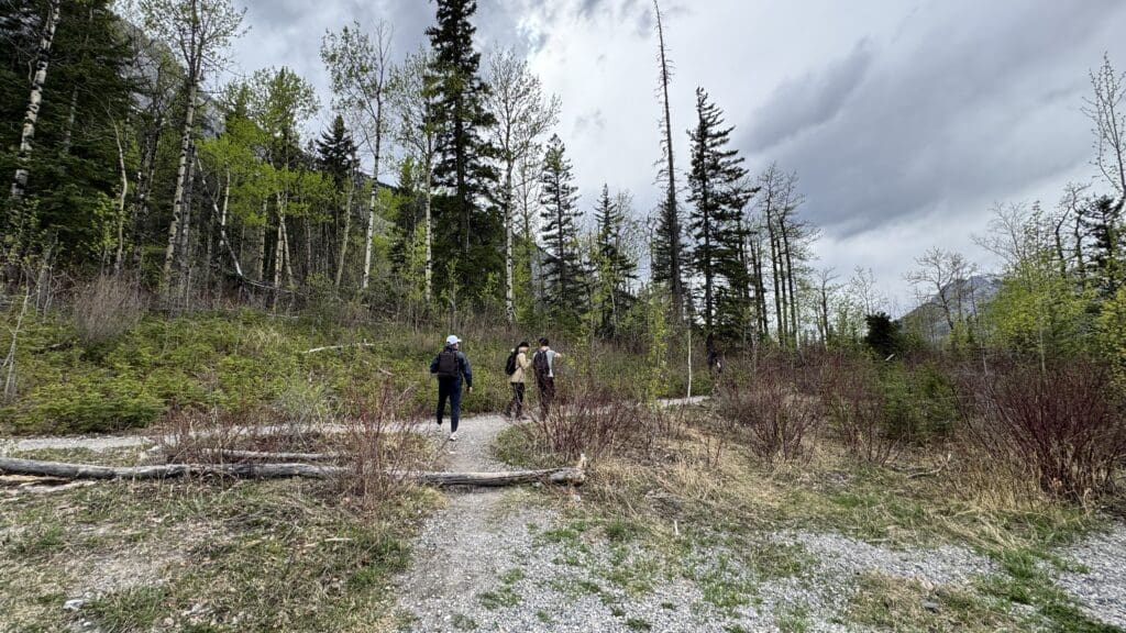Hikers walk along the Heart Creek Bunker Trailhead in Canmore, Alberta surrounded by tall evergreen and birch trees. 