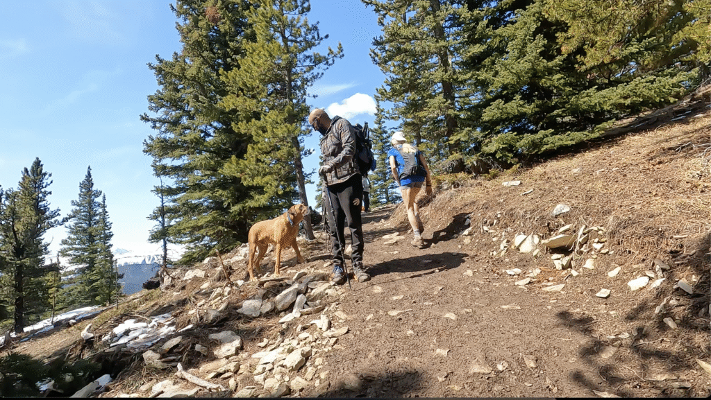 Man hiking with dog on Prairie Mountain trail in Alberta Canada surrounded by evergreen trees on a clear spring day