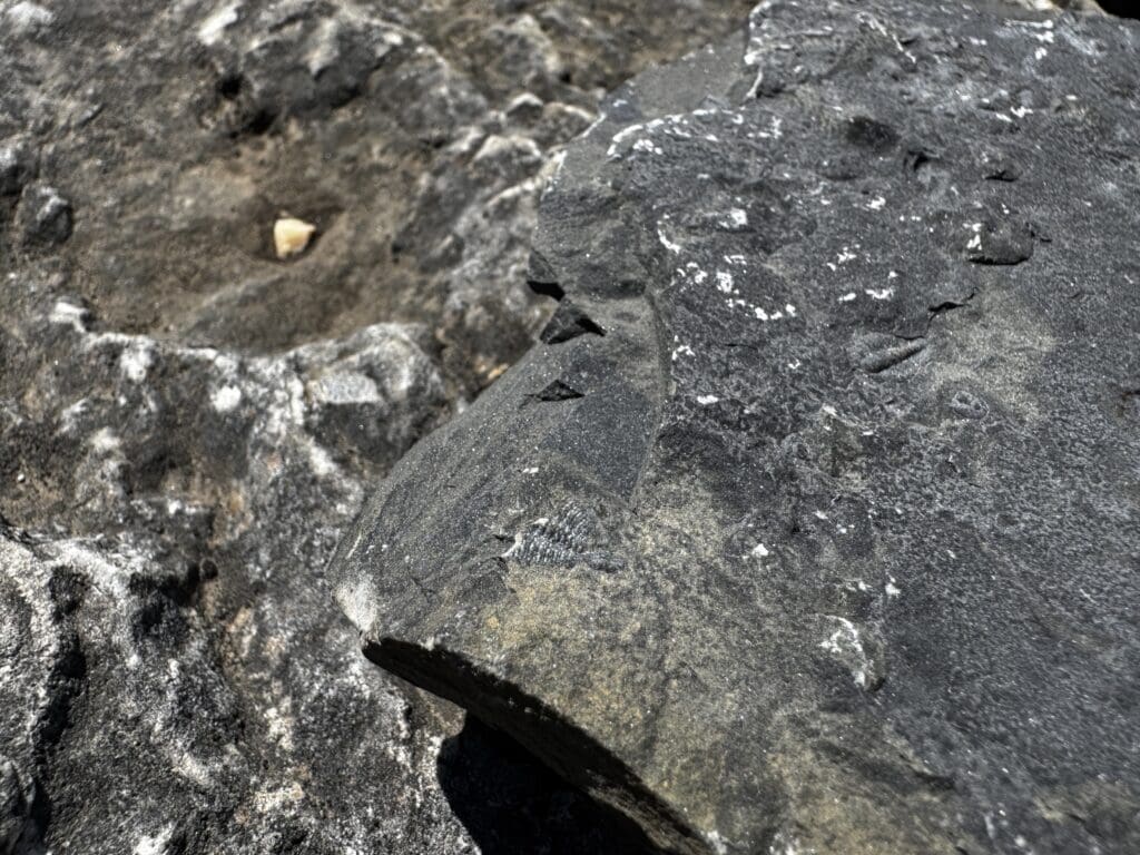 Close-up of dark, rugged rocks with textured surfaces and a tiny fossil on it under sunlight along Stanley Glacier Trail in Kootenay National Park, BC