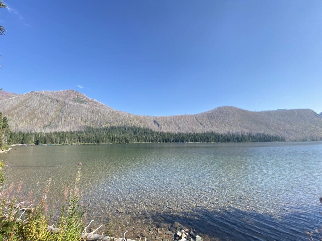 Serene Cameron Lake in Waterton Lakes National Park, Alberta with clear water reflecting the bright blue sky, bordered by a lush green forest and gentle hills, evoking tranquility and calm.