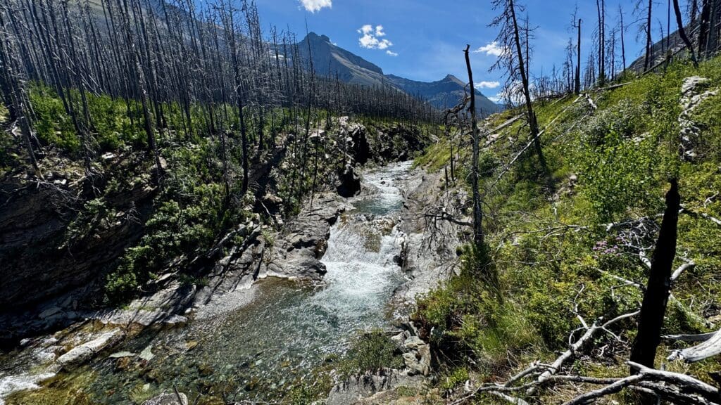 Rocky mountain stream in Blakiston Falls in Waterton Lakes National Park, Alberta with clear blue water flowing through a valley of charred, leafless trees and green undergrowth. Blue sky above and steep peaks afar.
